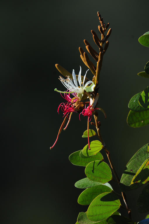 Pousada Do Parque Chapada dos Guimarães Eksteriør billede